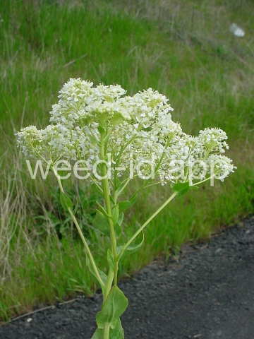 cress, hoary
